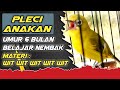 Pleci Anakan Umur 6 bulan - Belajar Nembak witwitwit Panjang - Dakun Pacitan Ori #viralvideo