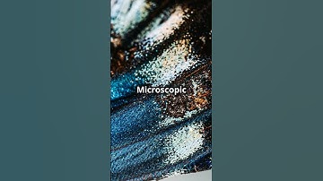 The Physics of Butterfly Wing Colors 🦋🔬 #Physics #Butterflies #Nature #Science #Colors