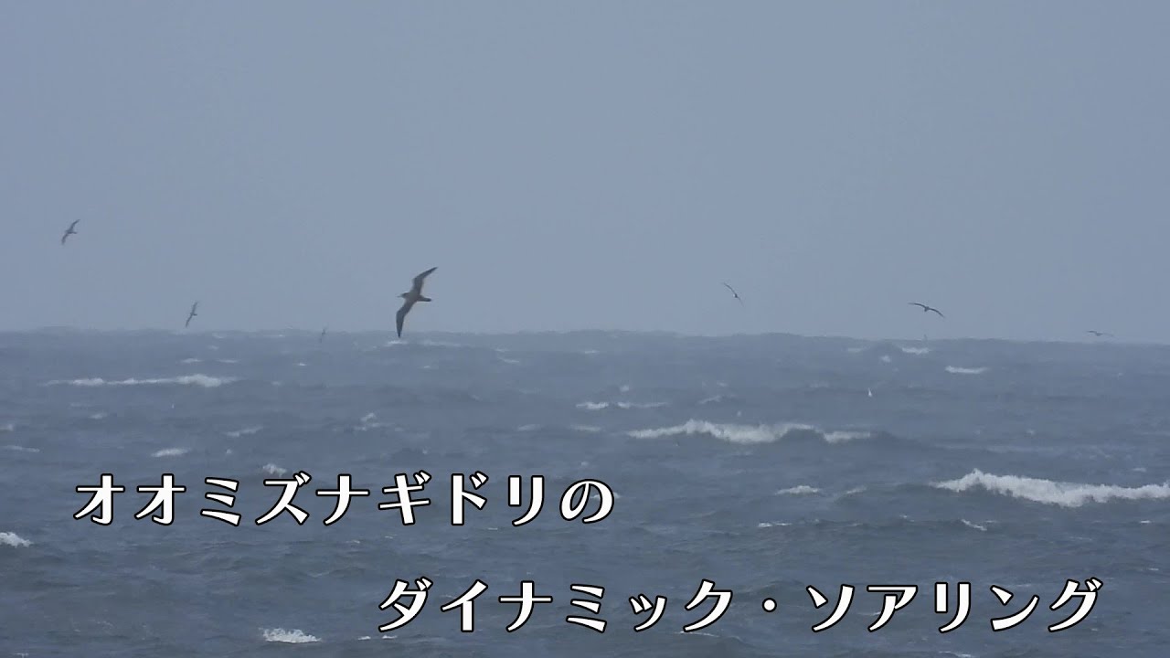 2025/7/16 嵐の海のオオミズナギドリ | 日本大学生物資源科学部博物館