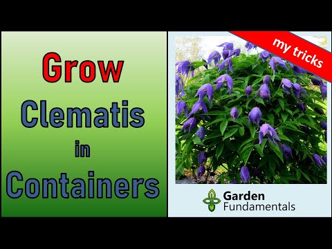 Video: Clematis Kweken: 6 Regels