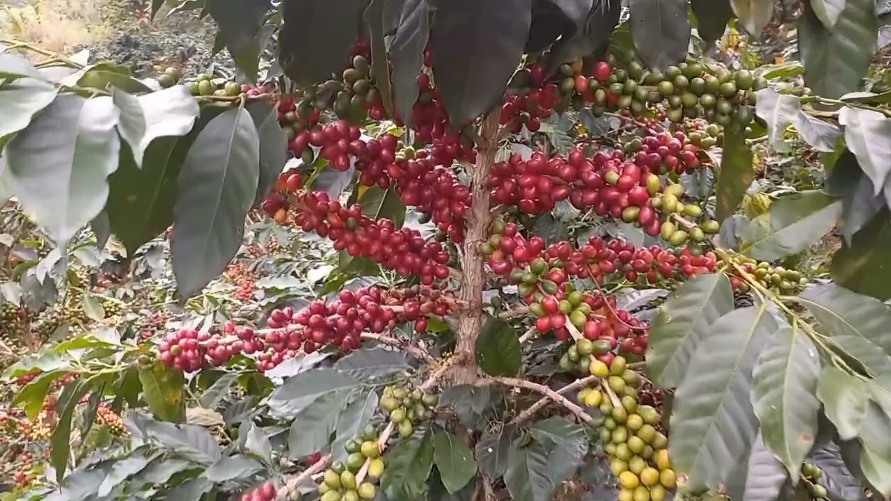 variedad de café catuaí una de las mejores variedades.(mi whAtsapp 3169453252 interesados en semilla