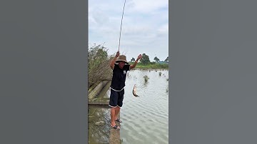 Câu Cá Trê Siêu To Ở Ruộng Sâu #trainghiem