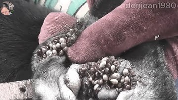 Protect Your Dog From Many Ticks Attacking - How We Can Remove All Ticks From Poor Dog @FamilyKun