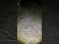 【心霊】樹海ライブ配信!恐怖を生放送で感じてください…
