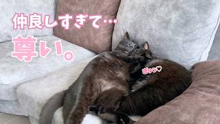 気づいたら1日中くっついてる、双子の黒猫が可愛すぎた