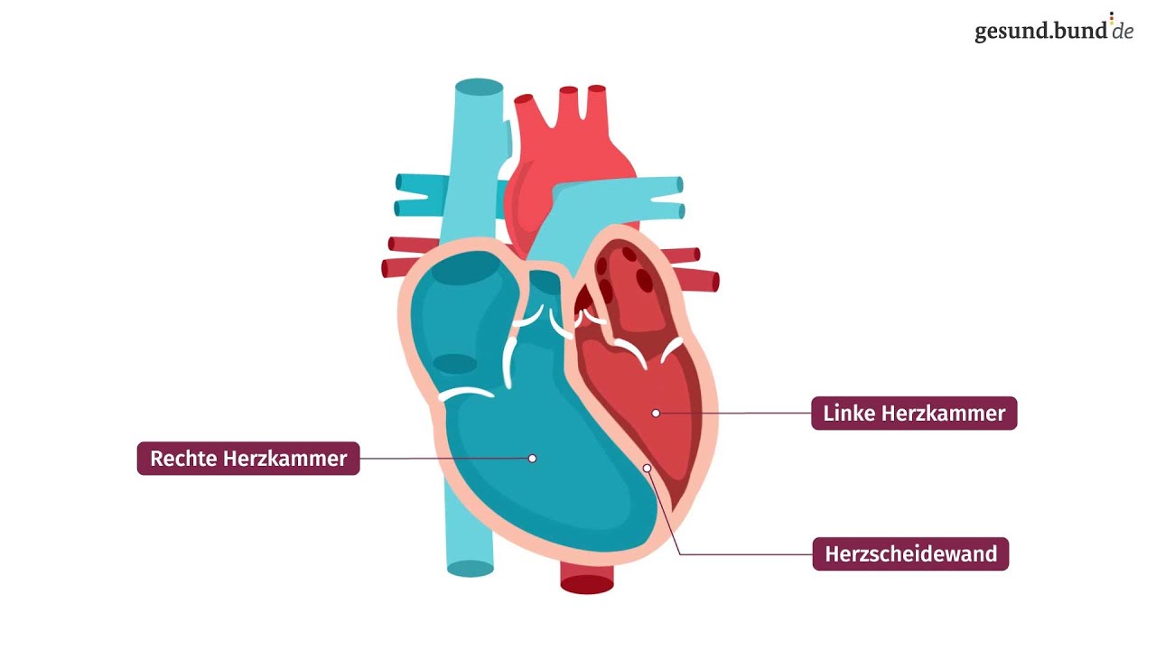 Das Herz und der „große“ Körperkreislauf des Blutes