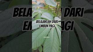Download Lagu Motivasi hari ini #embun #embunpagi #pagi #motivasi #menyejukkan #katabijak #katamutiara MP3