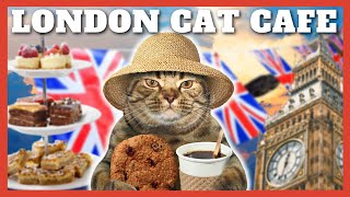 AFTERNOON TEA WITH 20 CATS?!?  London Cat Cafe
