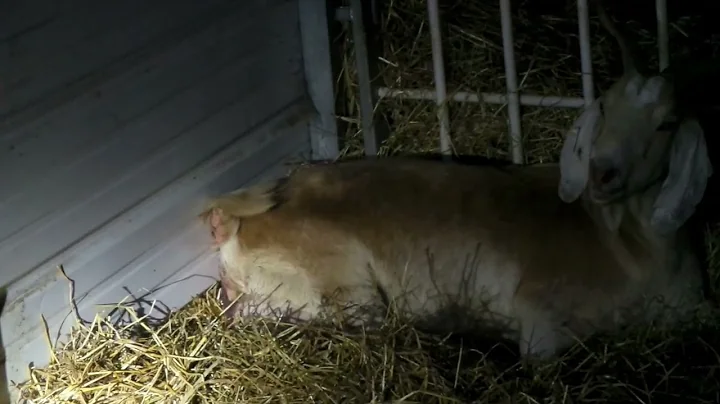 Lost Cinnamon Birthing Video