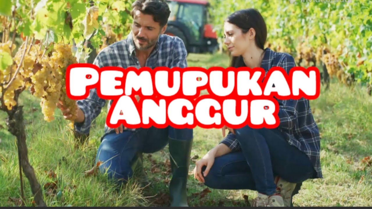 Pemupukan Tanaman Anggur #berkebunanggur 