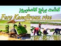 Iran Kamfirouz Fars Rice کشت برنج کامفیروزفارس به دو روش سنتی و صنعتی 