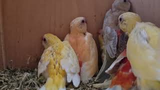 Papagali Cantatori Orange - Reproducere 2021