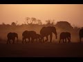 Planet Wissen - Elefanten