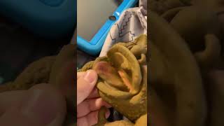Shlurp Boglin Review