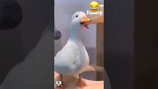 Try Not To Laugh Duck And Donkey