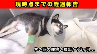 悪性腫瘍の摘出から3ヶ月後の柴犬【その後の治療と現状報告】