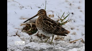 Spring Snow with a Wilson's Snipe, SE owl, N Harrier, Cooper's Hawk 3/23/2024 Fingerlakes New York!