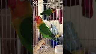 Love Birds Singing