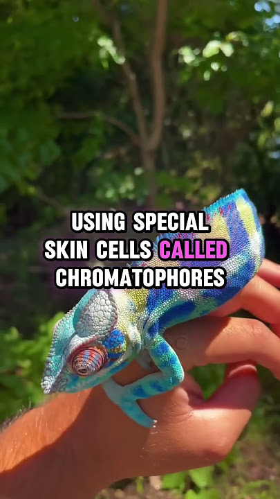 The Animal That Changes Color Like Magic 🦎 #shorts