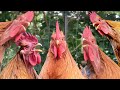 Best rooster crowing compilation 2023 over 25 sounds