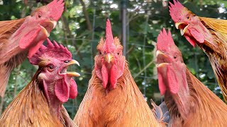 BEST ROOSTER CROWING COMPILATION 2023 (over 25 sounds!)