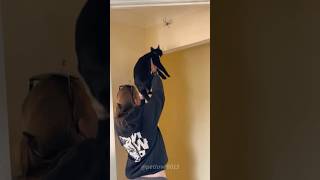 Bugs scare me #funny #funnyanimals #cute #funnypets #funnyvideo #funnypets #bug #petsrule