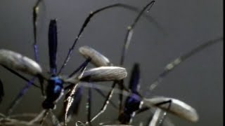 Today 5PM - Best ways to protect your family from mosquitos