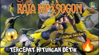 Suara pikat burung sogon terbaru ❗cepat pakai MP3 ini kalau mau dapat banyak