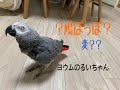 「鳩ぽっぽ」だけ音程がおかしいヨウムのるいちゃん