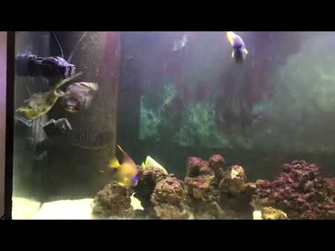 * Salt Water Fish..Growing Big *#shorts