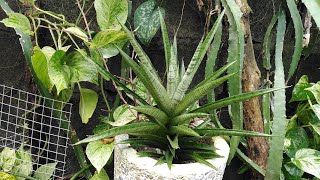 Different varieties of Sansevieria.Copper tone.bantel sensation .Gabriela.Catana.boncel.Balyii.Jaboa