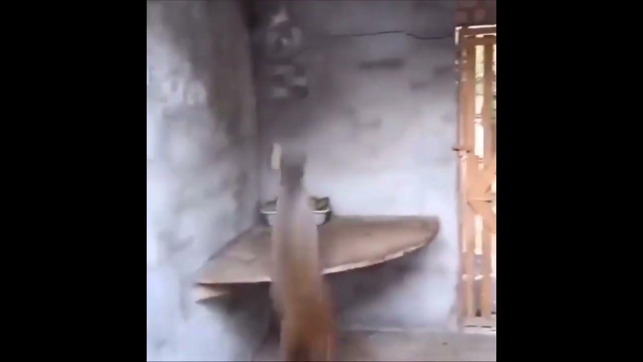 One spliff a day keep the evil away uh - YouTube