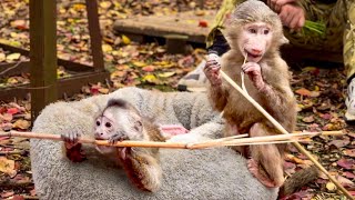 Степка НЕ БУДЕТ ДОБРЫМ САМЦОМ, это уже проглядывается в ЕГО ПОВЕДЕНИИ! 