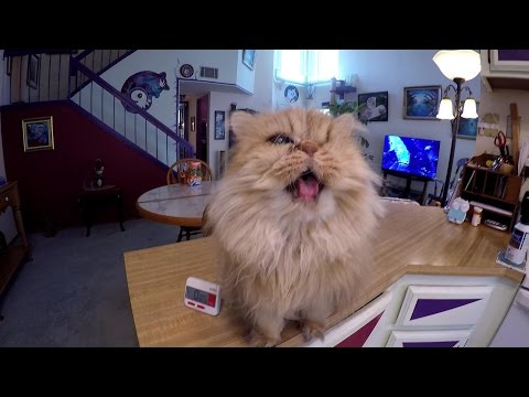 Video: Zülal Miqdarı Və Keyfiyyətinin əhəmiyyəti - Bəslənmə Nuggets Cat