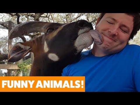 Things You Didn’t Know About Safari Animals! | Funny Pet Videos 2019