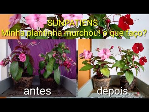 SUNPATIENS BEIJINHO MURCHA/ COMO RECUPERAR MINHA PLANTA - thptnganamst.edu.vn