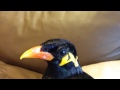 あべちゃん;ハゲはなおりませんでした(諦)