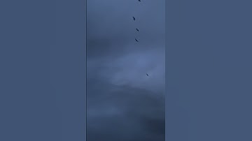 سورة الكوثر القارئ أحمد العجمي