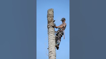 dụng cụ hỗ trợ trèo cây leo cây  cưa cây