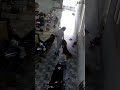 #shorts #pets #yeulu đi lầm mệt, tới nhà gặp cùng tần số nhây thì🤣