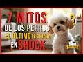 DESCUBRE los Mitos de Tu PERRO El Último Te Dejará en SHOCK 😱