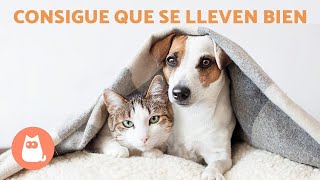 Cómo CONSEGUIR que un PERRO NO ODIE a los GATOS