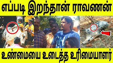 ராவணனுக்கு என்ன ஆச்சு ! உண்மையை சொன்ன ராவணனின் உரிமையாளர் ! அதை நீங்களே பாருங்க