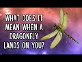 What Does It Mean When a Dragonfly Lands On You?