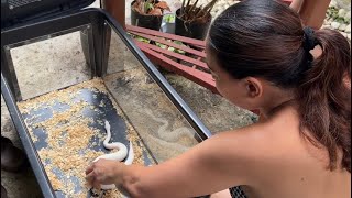 Ep. 985: Update Sa Albino Ball Python