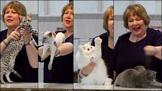 CFA International 2016  Kathy Black allbreed kitten final