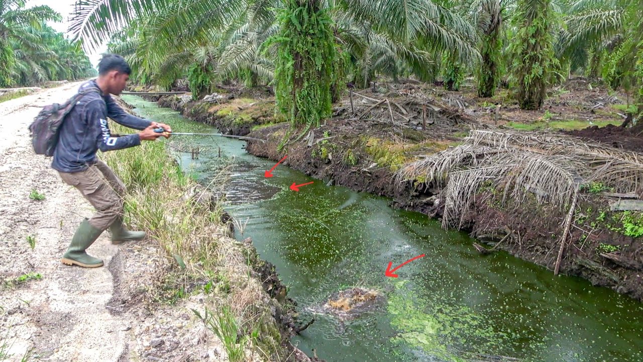 Air Hijau Seperti Tidak Ada Kehidupan !!! TERNYATA. . .😱