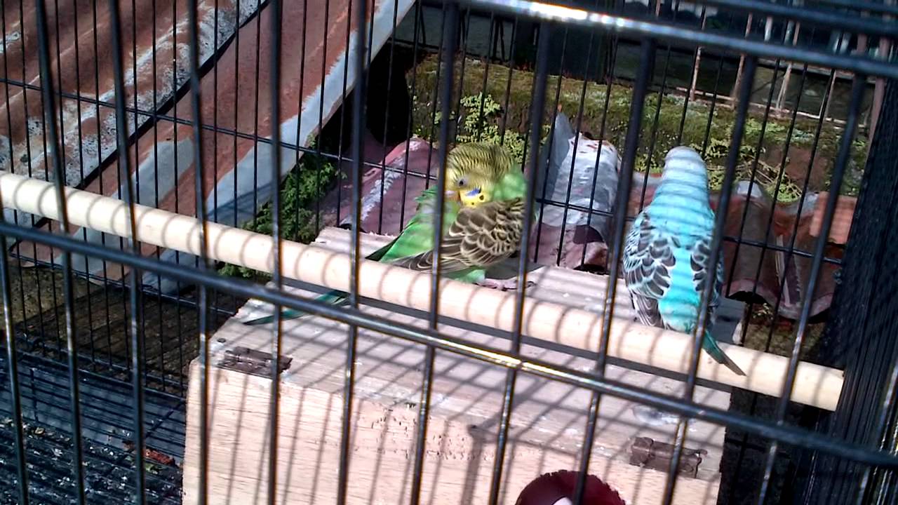 parkit 