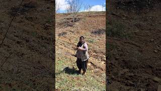 Vişne Fidanı Isteyenlere Fidan Söktük