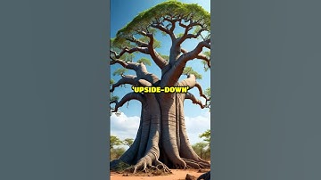 The Baobab Tree: Africa